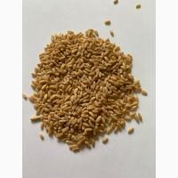 Кутя яровая