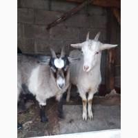 Продам кітних кіз. Доглянуті, дійні кози