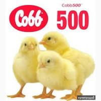 Иинкубационные яйца бройлеров КОББ 500, РОСС 308.Венгрия, Украина.Всегда в наличии