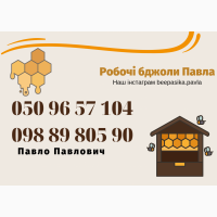 Продам бджоломатки / матки Карпатки плідні