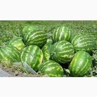 Продам арбуз