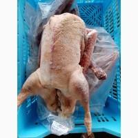 Продам гусей и уток от производителя