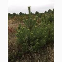 Сосна новогодняя Ялинка новорічна Новогодние сосны Елки Сосна живая Сосна Оптом