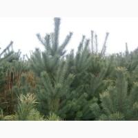 Сосна новогодняя Ялинка новорічна Новогодние сосны Елки Сосна живая Сосна Оптом