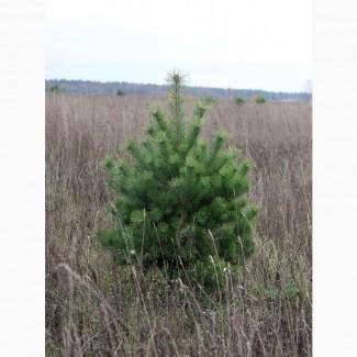 Сосна новогодняя Ялинка новорічна Новогодние сосны Елки Сосна живая Сосна Оптом