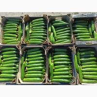 Продам огурец тепличный