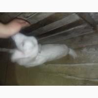 Продам козочек породистых