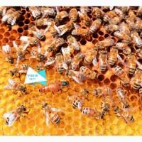 Плідні матки продам