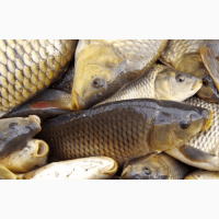 Продам рыбу Толстолоб