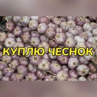 Закупаю Чеснок на постоянной основе
