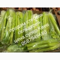 Продам сельдерей