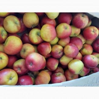 Яблоки оптом Розелла, Гала, Орио, Сириус, Джонапринц