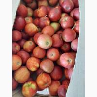 Яблоки оптом Розелла, Гала, Орио, Сириус, Джонапринц