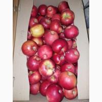 Яблоки оптом Розелла, Гала, Орио, Сириус, Джонапринц