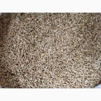 Насіння озимого ячменю Дев#039;ятий Вал
