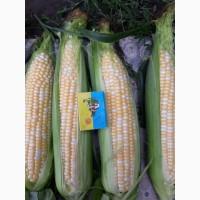 Продам цукрову кукурудзу