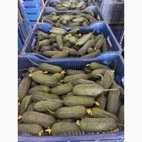 Продам огурец тепличный колючий(короткоплодный)