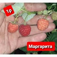 Продам Саджанці малини сорт Маргарита. ремонтантний сорт (ЗКС)