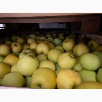 Маємо на продаж яблуко Голден, Грені Сміт, Фуджі, Ред Делішес