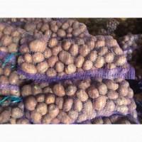 Продам насіннєву картоплю