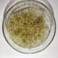 Продам насіння ромашки лікарської