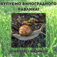 Купуємо виноградні равлики