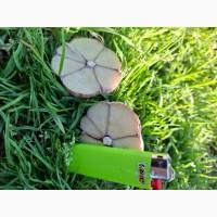 Продаємо Товарний Часник, Овочі Картоплю