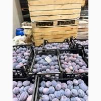 Продам сливу крупну