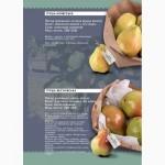 Сортовые яблоки опт