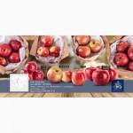 Сортовые яблоки опт