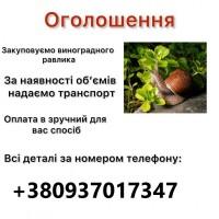 Куплю Виногрданого равлика, садового ВИСОКА ЦІНА, ВИГІДНІ УМОВИ