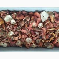 Червоні мухомори 2025