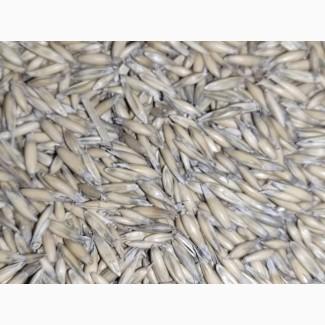 Продам посівний матеріал продовольчого овса Прокоп