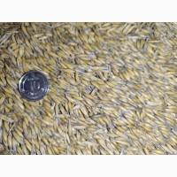 Продам посівний матеріал продовольчого овса Прокоп