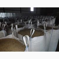 Продам посівний матеріал продовольчого овса Прокоп