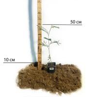 Саджанці мімози Acacia Dealbata