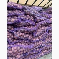 Продам семенной картофель сорта Лабела, Ред леди