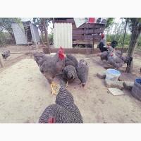 Яйце на інкубацію. Курчат. Плімутрок - смугастий, срібло