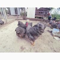 Яйце на інкубацію. Курчат. Плімутрок - смугастий, срібло