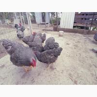 Яйце на інкубацію. Курчат. Плімутрок - смугастий, срібло