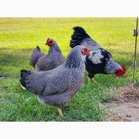 Яйце на інкубацію. Курчат. Плімутрок - смугастий, срібло