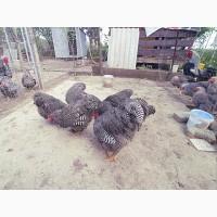 Яйце на інкубацію. Курчат. Плімутрок - смугастий, срібло