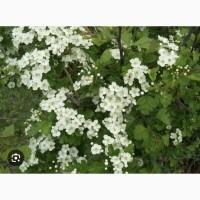 Куплю цвіт глоду, бояришника