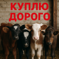 Куплю телята бики корови гурт