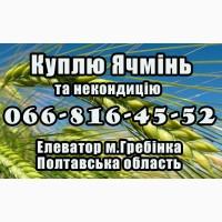 Елеватор закуповує ячмінь за високими цінами