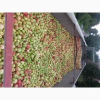 Продам яблука на переробку від 25т з доставкою