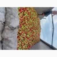 Продам яблука на переробку від 25т з доставкою