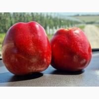 Продам яблука Гала Шніко, Гала Шніко Ред