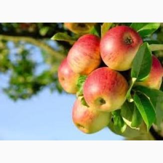 Куплю яблуко на сік в Україні / Приймемо падалицю та дрібне яблуко