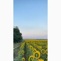 Продам мед соняшника